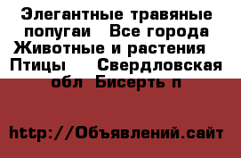 Элегантные травяные попугаи - Все города Животные и растения » Птицы   . Свердловская обл.,Бисерть п.